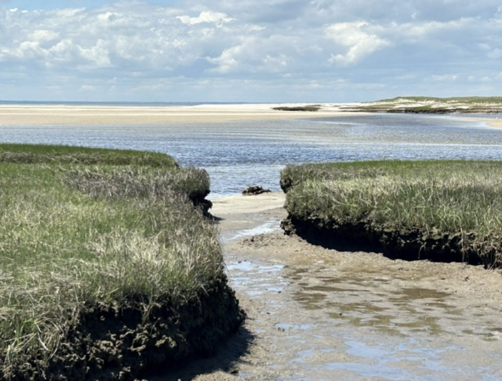 Marshy Creek